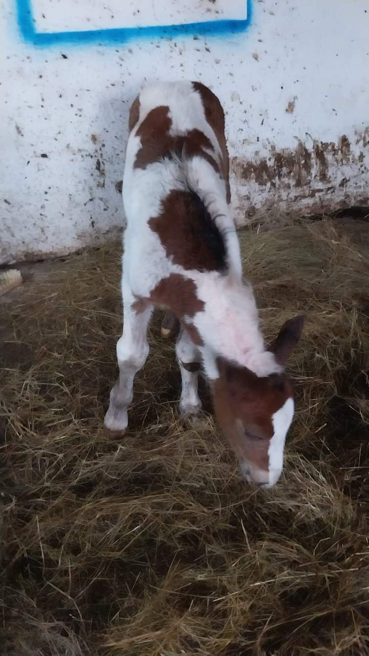 Căluțul Maximus noul membru al fermei didactice de la Liceul