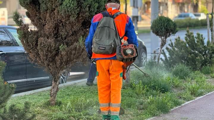 Se Cose Te Iarba Pe Scuarurile De Pe Strada Libert Ii Din Bistri A