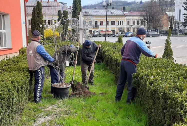  Peste 130 de noi arbuști ornamentali înfrumusețează orașul Năsăud începând de astăzi
