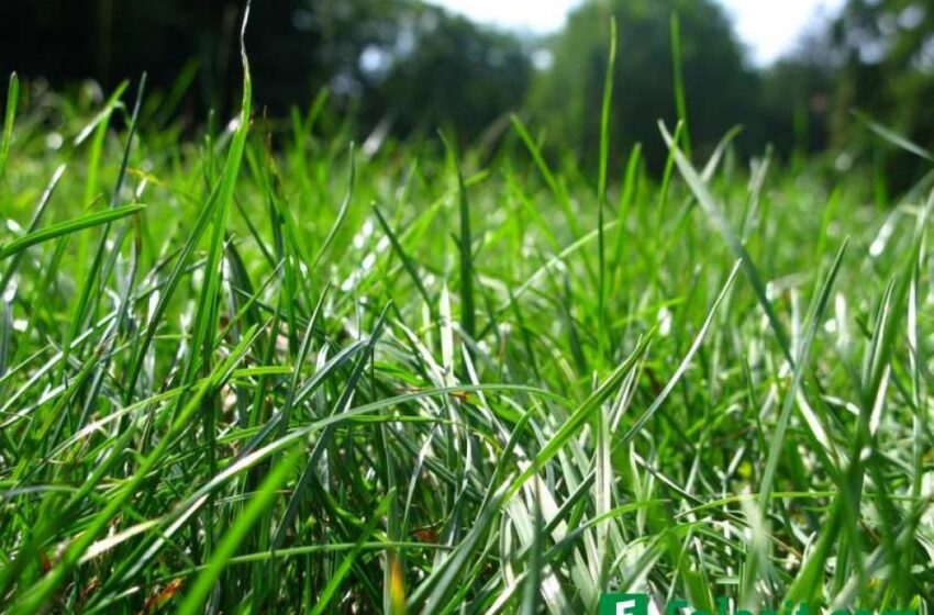  Daniel Suciu: Iarba năpădește împrejurimile blocurilor din oraș! ,,Adoptă o căpușă”, motto-ul după care se ghidează responsabilii