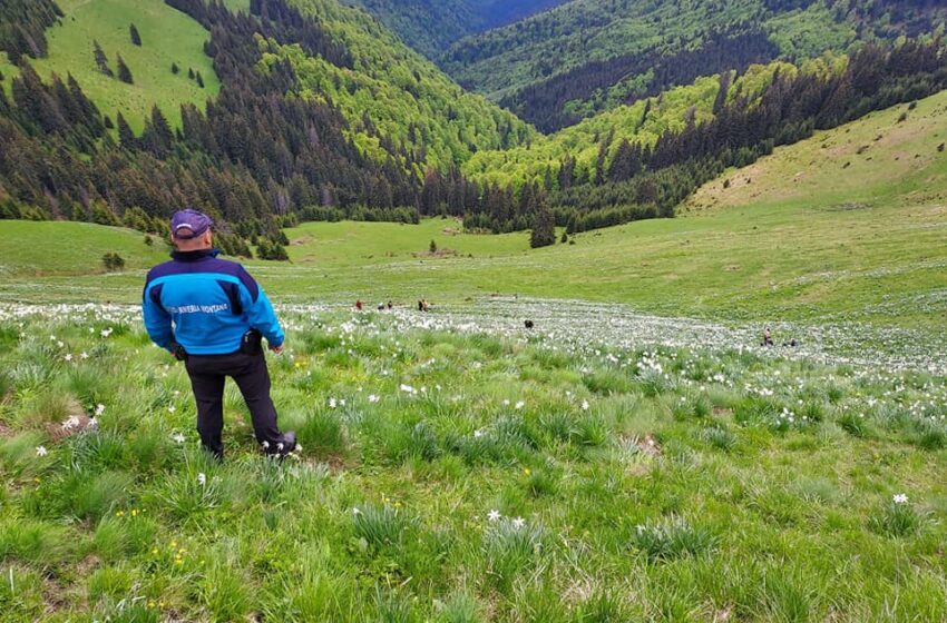  Poiana cu Narcise, împânzită de turiști în acest weekend! (FOTO)