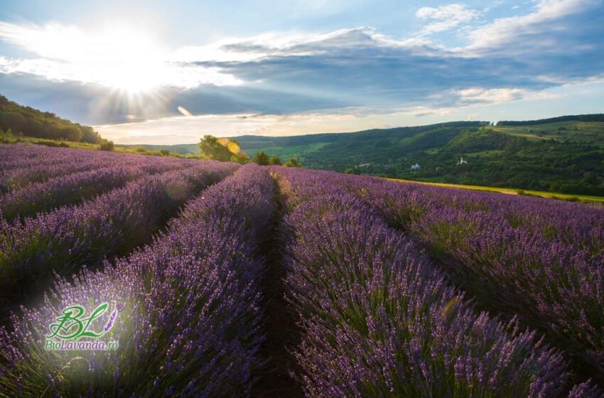  Hai la Festivalul Biolavanda – Delureni ( Bistrița-Năsăud)