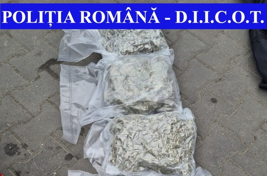  DIICOT: Prinși în flagrant cu aproximativ 4 kg de Cannabis (FOTO)