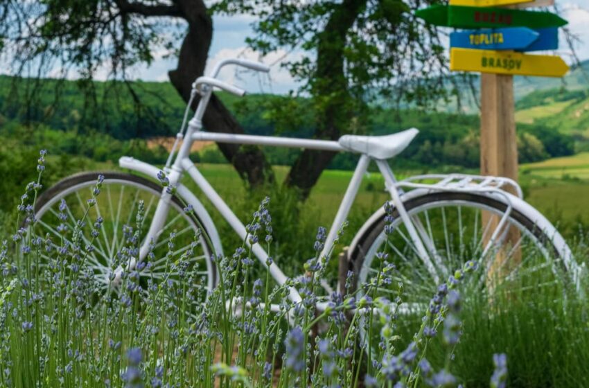  (FOTO/VIDEO) Invitație la relaxare! Dealul cu lavandă din Nușeni, presărat cu surprize felurite în acest weekend