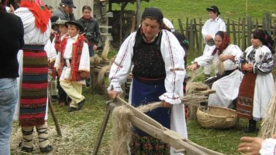 Cum se culege și se prelucrează cânepa? Obiceiuri străvechi, explicate pas cu pas