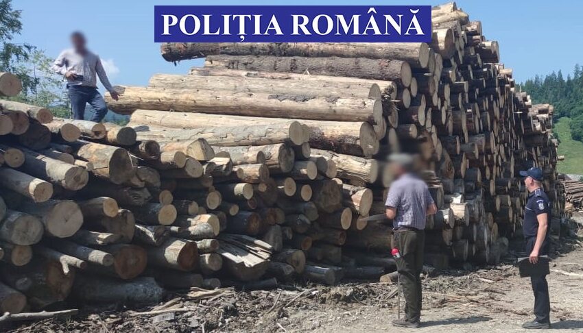  (FOTO) Acțiuni de combatere a tăierilor ilegale de arbori din județ. Peste 250 de mijloace de transport verificate de polițiști