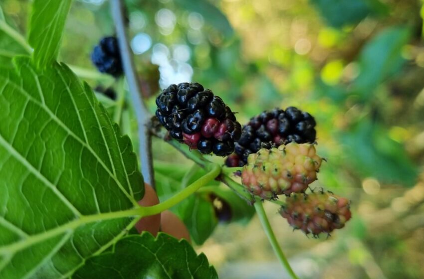  Dudul, arborele încredințat zeiței Athena de către greci. O infuzie de sănătate, la îndemâna tuturor!