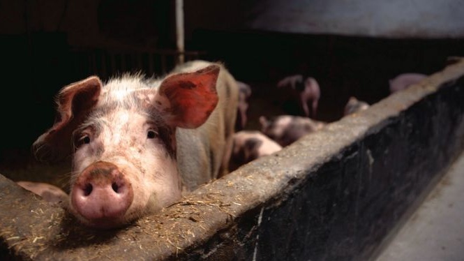  Proiect de lege: Condiții stricte pentru crescătorii de porci. Hrănirea cu alimente din gospodărie, interzisă!