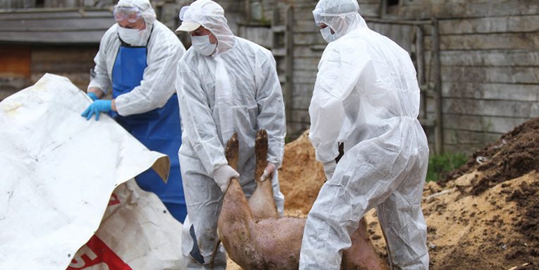  Pesta Porcină Africană confirmată în două exploatații de porci domestici din Bistrița-Năsăud !