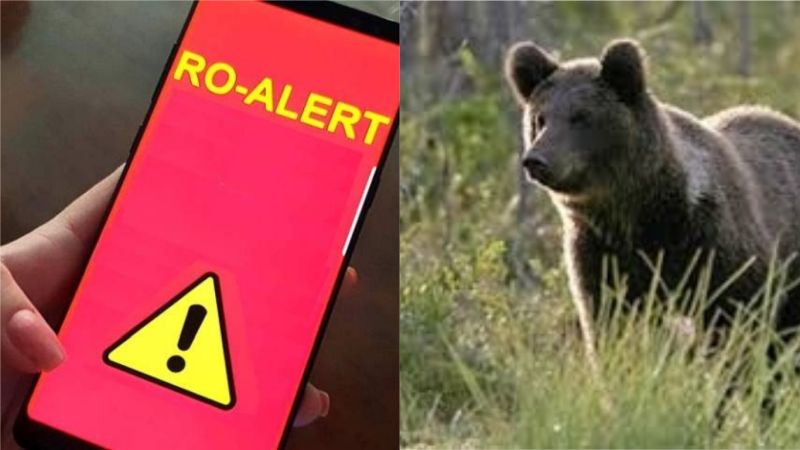  Aseară  , un urs a fost văzut în Bistrița . Avertizare Ro- Alert !