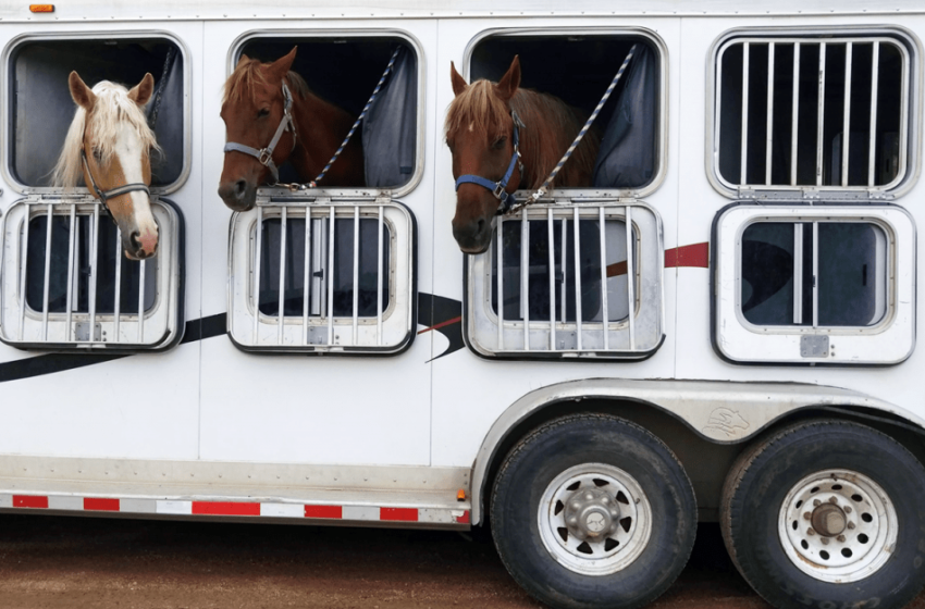  Premierul Cîțu: Transportul de animale vii se suspendă pe perioada caniculei