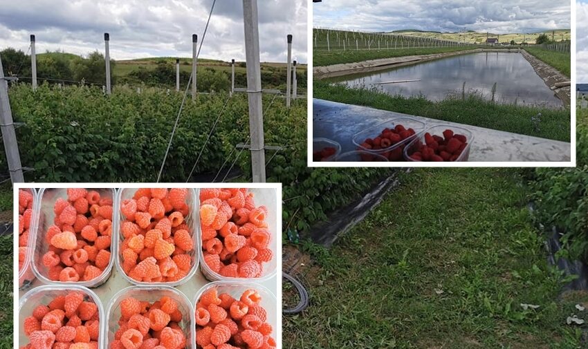  Ferma ecologică de coacăz-zmeură de pe terenul Parohiei Ortodoxe Covinești! Munca dă primele roade