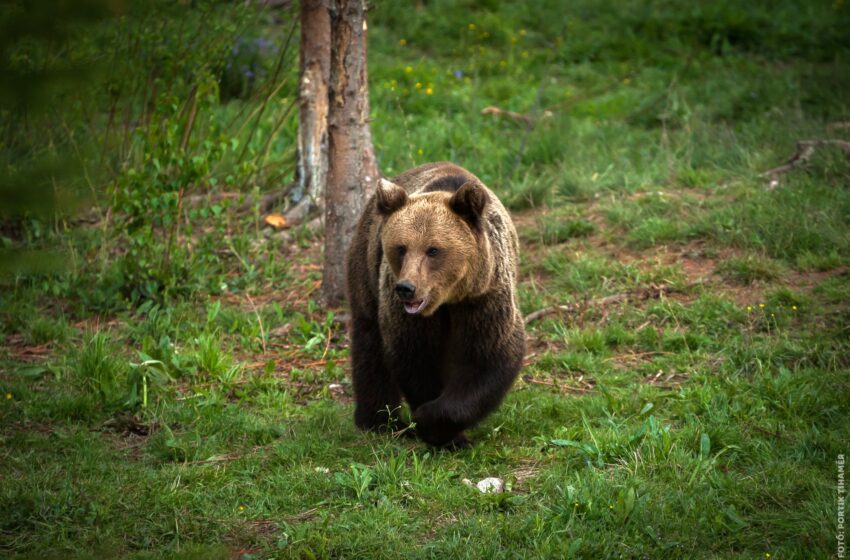  Un urs ” a vizitat ” în această  seară o pensiune din Colibița
