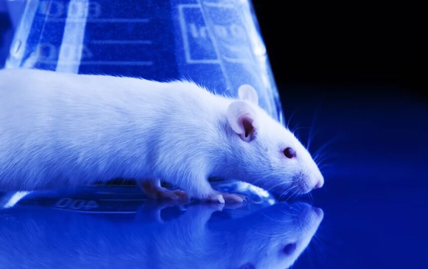  Peste 12 milioane de animale ucise în scopul experimentelor științifice, într-un an! Parlamentul European cere eliminarea testărilor