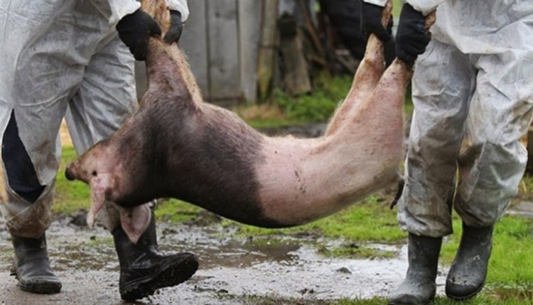  Pesta Porcină Africană confirmată la o fermă de porci din Ciosa