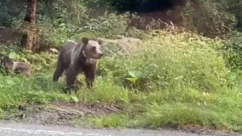  Avertizare RO-ALERT: Urs în apropierea localității Budacu de Sus