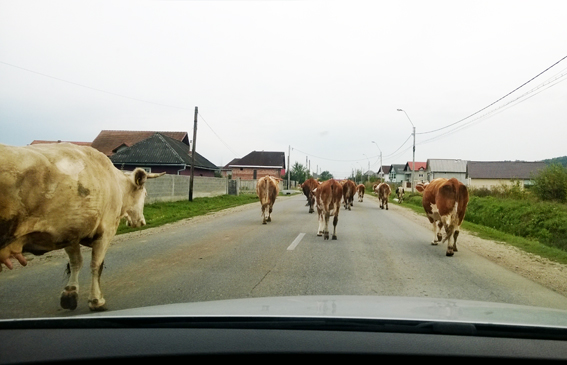 Un șofer a fost transportat la spital după ce a lovit o turma de bovine între localitățile Ilva Mica și Feldru