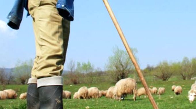  Un bărbat din Tărpiu a fost agresat de un cioban! Unul a ajuns în spital, iar celălalt în arest!