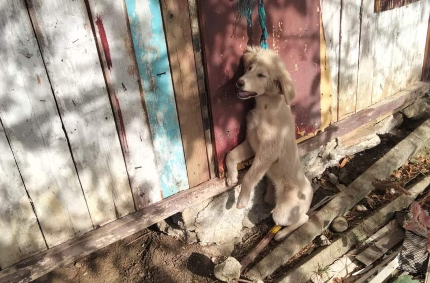  (FOTO) Imagini șocante: Patru căței găsiți spânzurați, într-o zonă din Bistrița!