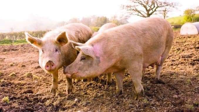  Pesta Porcină Africană, confirmată în trei exploatații de porci domestici din județ!