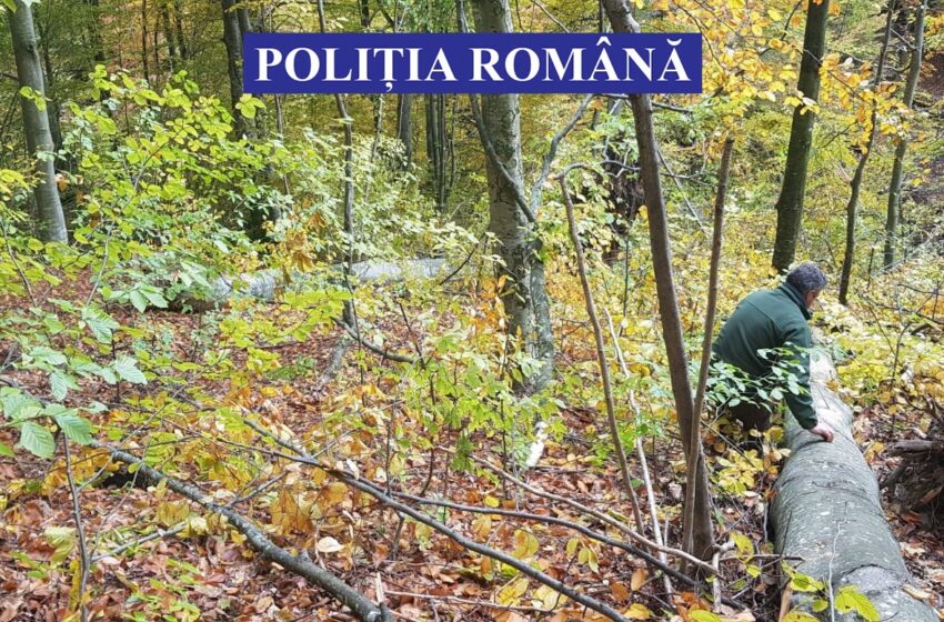  (FOTO) Un bărbat din Bistrița Bârgăului este  cercetat după ce a tăiat ilegal 9 arbori