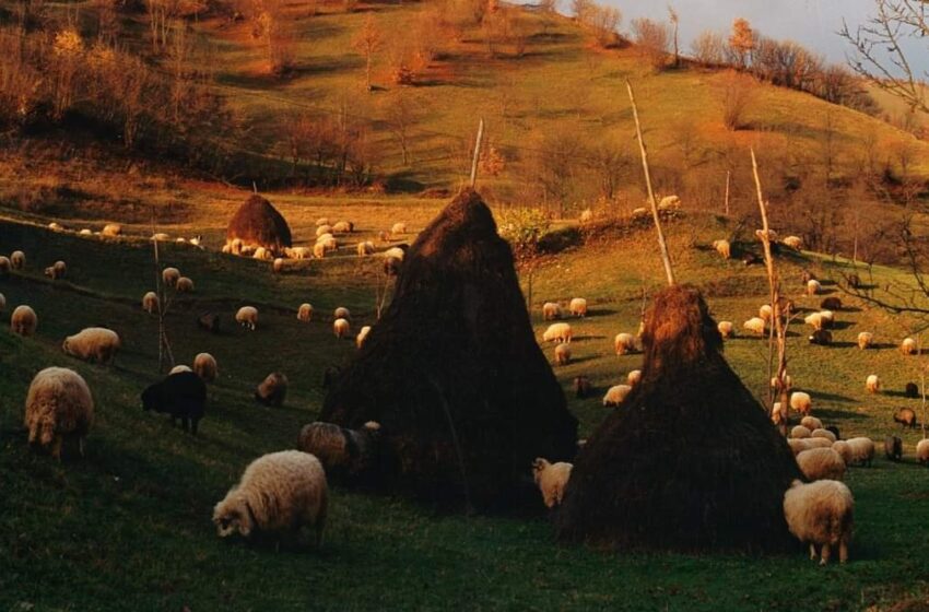 Centrul Județean pentru Cultură Bistrița-Năsăud: Luna Noiembrie – Brumar sau Vinar –