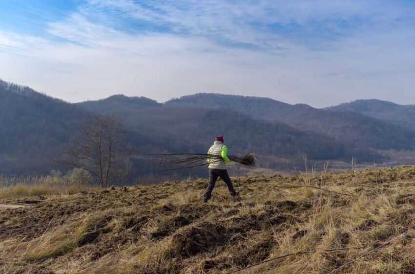  Plantarea pădurii de nuci pe Via Transilvanica, în plin proces! Cum s-au desfășurat primele două zile