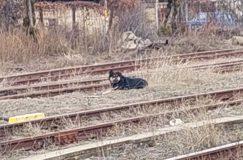  Bistrița: Un câine agresiv ar fi omorât alți doi câini și a atacat mai multe persoane în cursul acestei dimineți