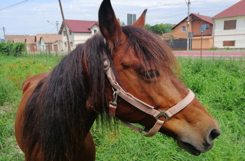  Un bărbat din Maieru a murit, după ce a căzut de pe cal