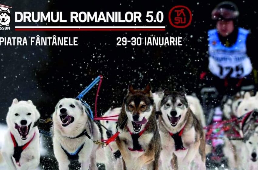  Câinii nordici, împreună cu sportivi din 8 țări, se vor întrece prin nămeți, în Tihuța. ,,Drumul Romanilor”, a ajuns la a 5-a ediție