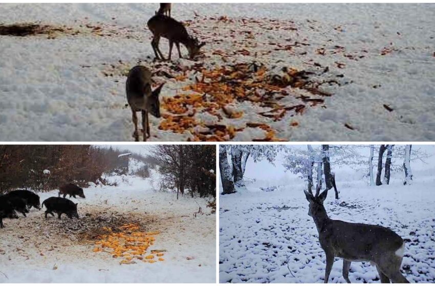  (FOTO) O iarnă mai ușoară. Căprioare, căpriori, mistreți și fazani au ajuns la un punct de hrănire special amenajat de Ocolul Silvic Beclean