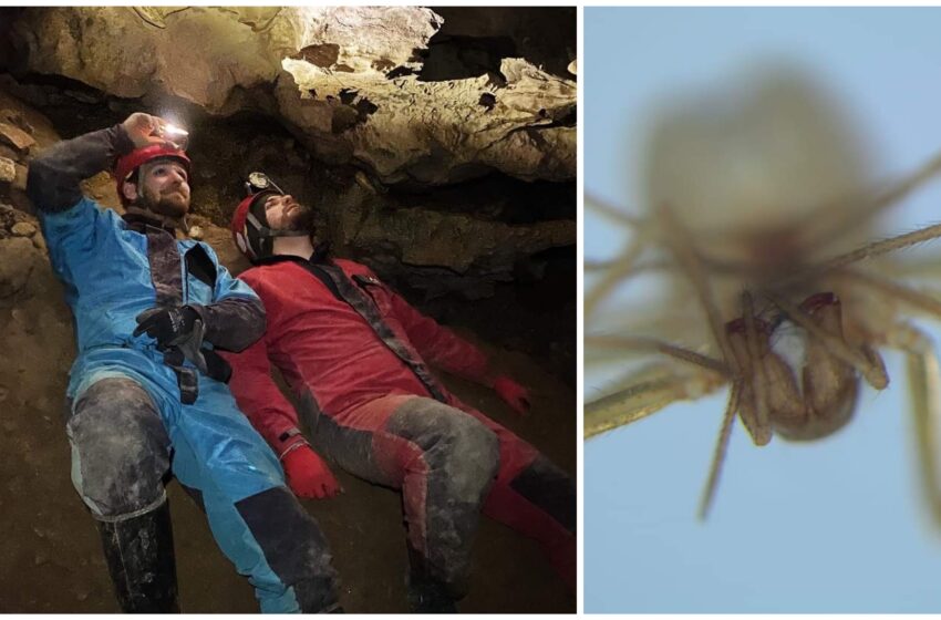  Descoperire în Peștera Izvorul Tăușoarelor: O nouă specie de păianjen!