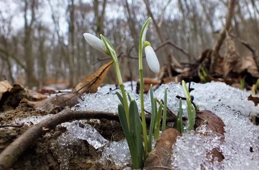  METEO. Cum va fi vremea săptămâna aceasta în județul Bistrița-Năsăud? Primăvara se lasă așteptată
