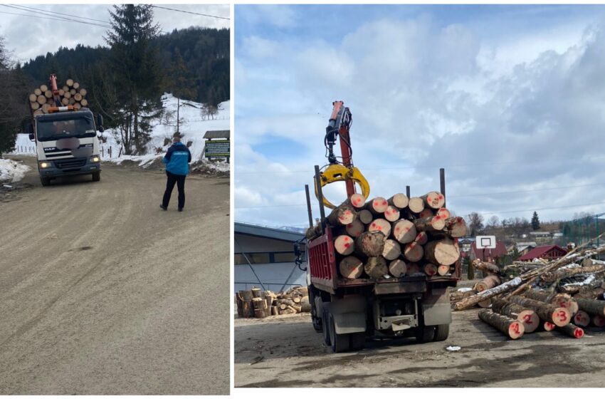  Un bărbat din Josenii Bârgăului transporta mai mult material lemnos, decât era înscris în documente. A fost sancționat de jandarmii montani din Colibița