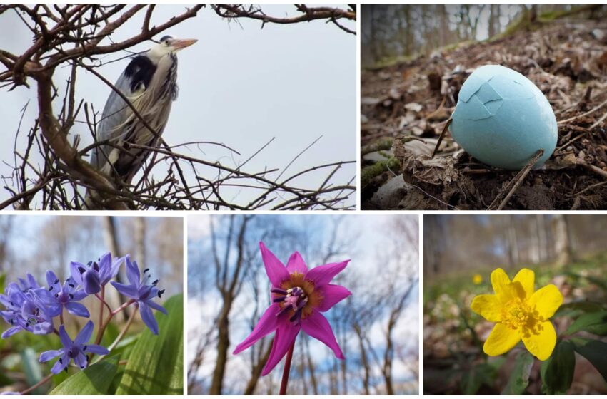  (FOTO) Un colț de paradis, furișat în miile de muguri, răsare tiptil. Natura ne invită în ,,sufrageria” ei