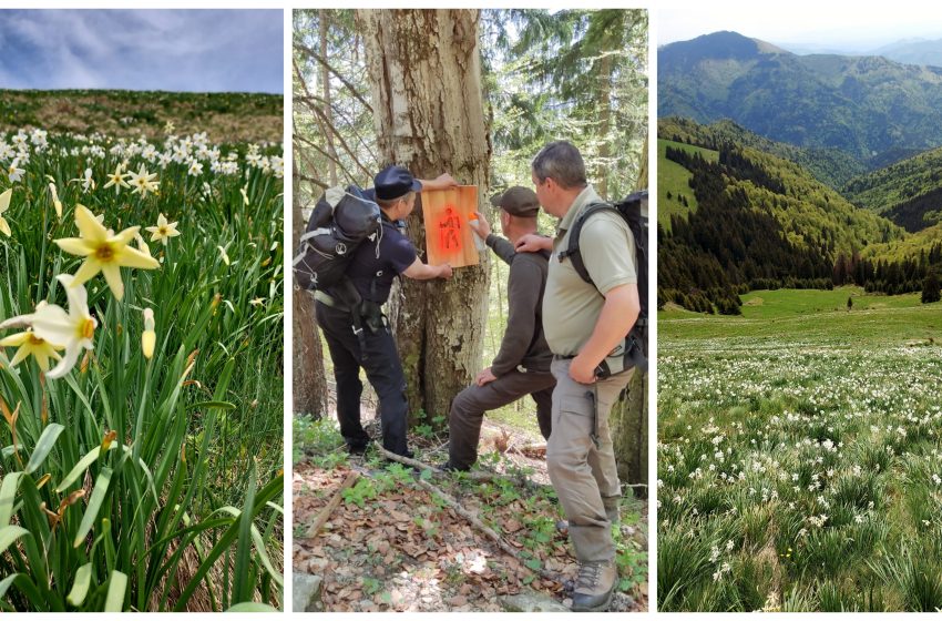  Narcisele din Munţii Rodnei au înflorit! Nu uitați să vă echipați adecvat anotimpului și corespunzător stării vremii