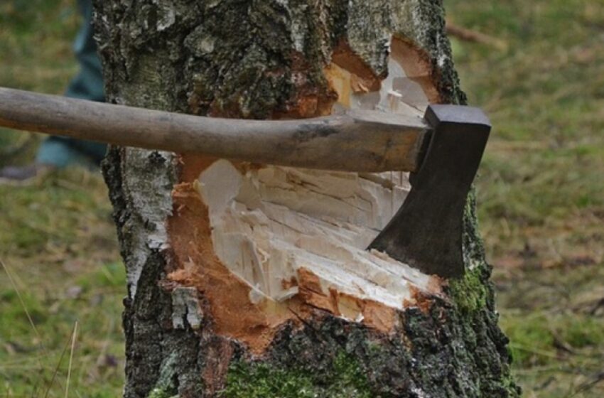  Un localnic din Șoimuș a fost rănit în timp ce tăia un copac de pe proprietatea lui