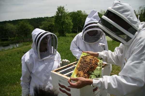  Peste 109 milioane de euro fonduri europene nerambursabile pentru apicultori
