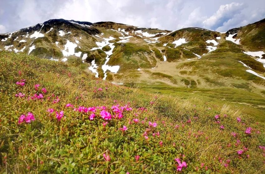 ,,Raiul Roz”, pictează Munții Rodnei! Bujorul de munte începe timid să înflorească