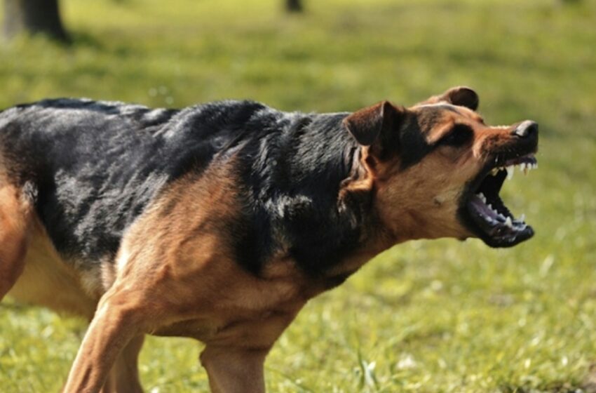  Un tânăr a fost reținut după ce și-a ,,dresat” câinii, asmuțindu-i asupra altor animale. Filmulețele de pe internet l-au dat de gol