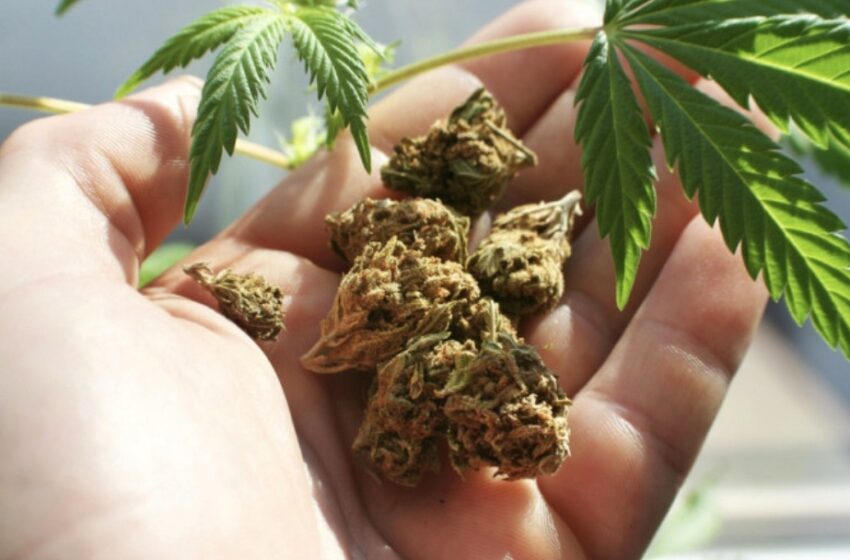  Legalizarea canabisului medicinal în România. De ce se opune Ministrul Sănătății?