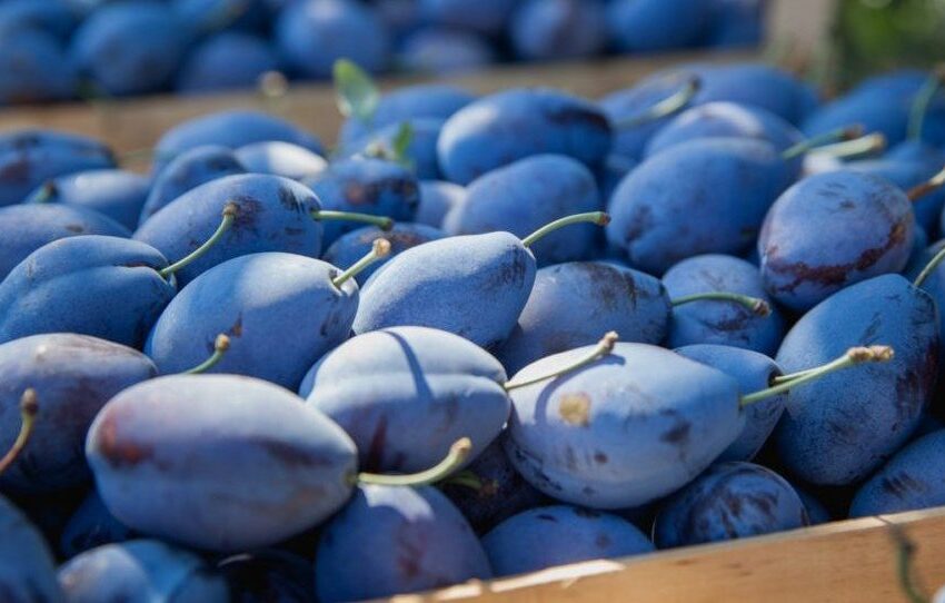  Producem jumătate din cantitatea de prune la nivelul UE, dar mâncăm din import!
