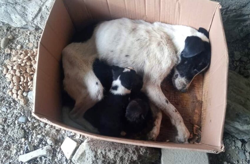  Imagine greu de digerat! O cățelușă împreună cu puii iei, abandonați până aproape de ultima suflare