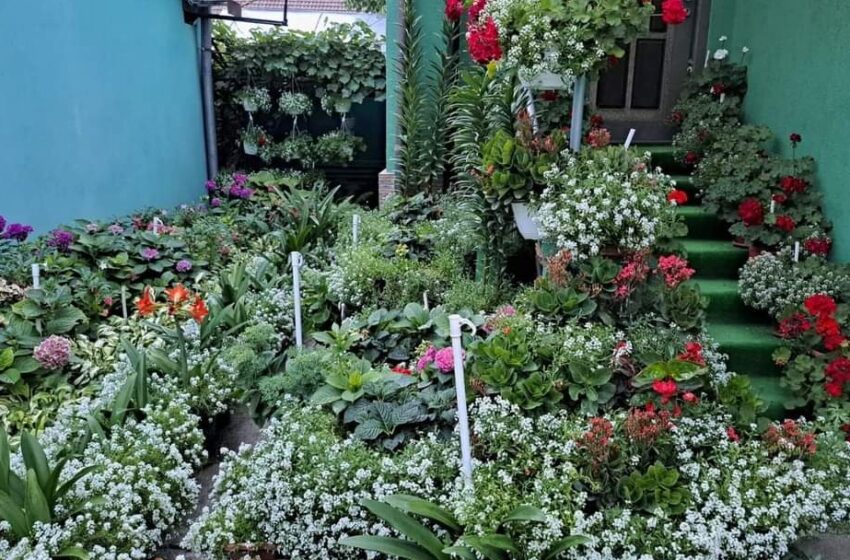  Primăria Bistrița a desemnat cel mai frumos balcon și cele mai frumoase grădini cu flori, în cadrul concursului ,,Bistrița verde”