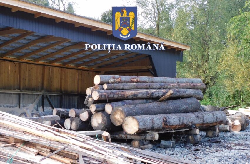  Cherestea în valoare de peste 170.000 de lei confiscată și zeci de sancțiuni pentru nereguli silvice, aplicate de polițiștii bistrițeni