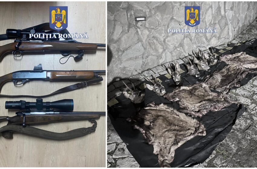 (VIDEO) Trei cetățeni francezi și un bărbat din Bistrița-Năsăud reținuți pentru braconaj. Au împușcat 6 căpriori, în 6 sesiuni ilegale de vânătoare