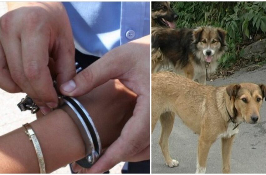  O femeie și tatăl acesteia din Pinticu acuzați că au omorât un câine cu intenție. Ambii au fost reținuți