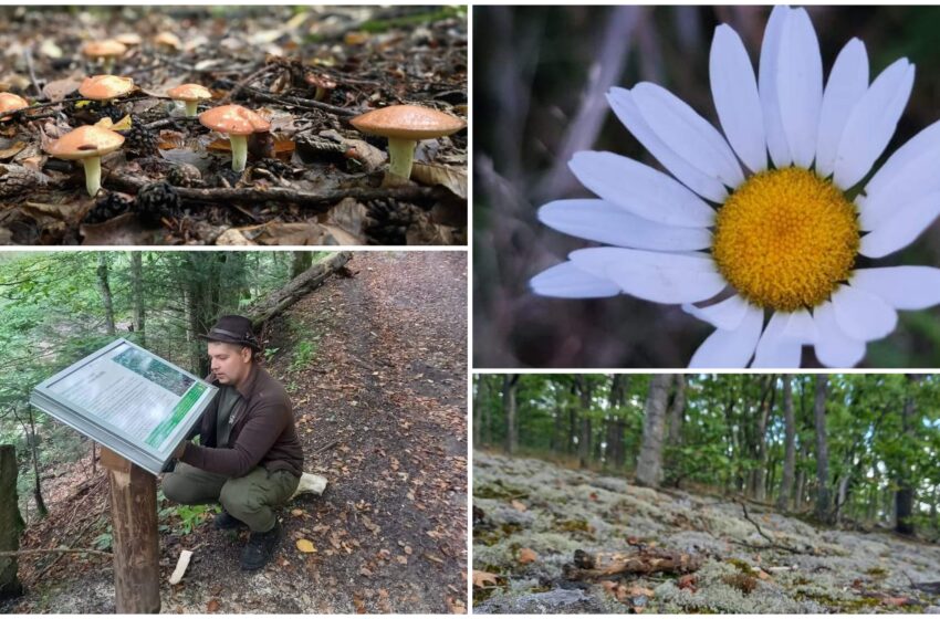  Viața de ranger la administrația unui parc și bucuriile pe care ți le oferă o zi frumoasă de toamnă