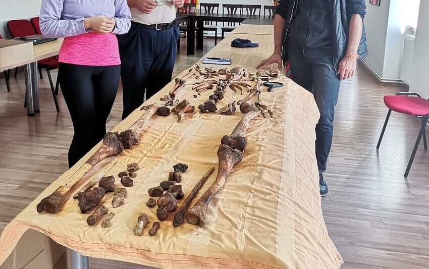  Schelet găsit în mormântul de inhumație, în urma cercetării arheologice recente de la Biserica Evanghelică din Vermeș. Spre ce a condus aceasta