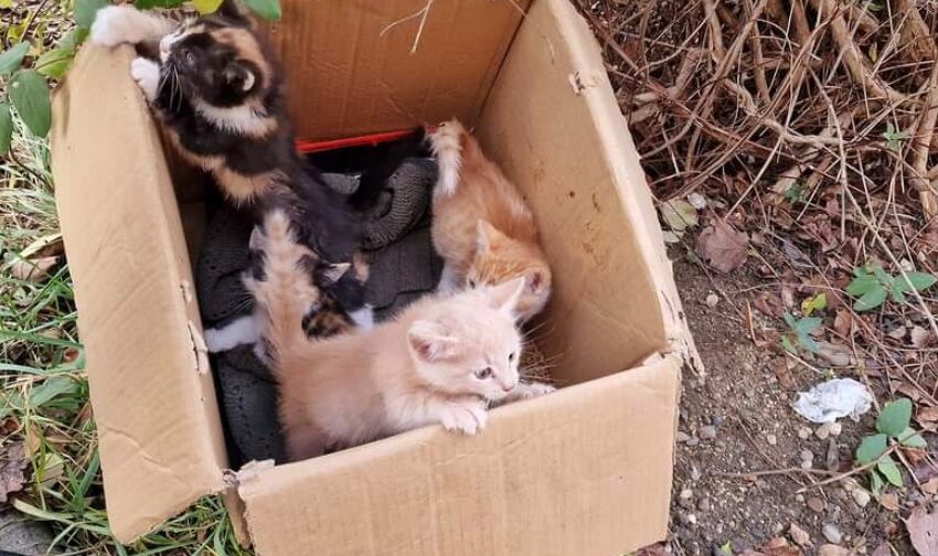  O cutie cu ,,jucării” de pluș, abandonată pe o stradă din Bistrița. ,,Haideți să salvăm niște suflete!”